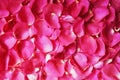 Beautiful fresh rose petals. Royalty Free Stock Photo