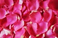 Beautiful fresh rose petals. Royalty Free Stock Photo