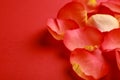 Beautiful fresh rose petals on red background, closeup. Space for text Royalty Free Stock Photo
