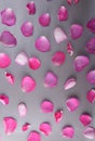 Beautiful fresh rose petals spread out on gray Royalty Free Stock Photo