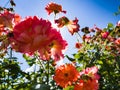 Beautiful fresh rose with water droplets against the blue sunny sky Royalty Free Stock Photo