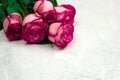 Beautiful fresh roses Royalty Free Stock Photo