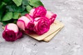 Beautiful fresh roses Royalty Free Stock Photo