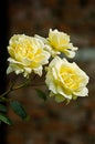 Beautiful fresh roses grow outdoors in the summer