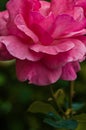 Beautiful fresh roses grow outdoors in the summer