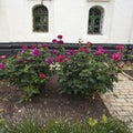 Beautiful fresh roses in June near the Kyivo-Pecherska Lavra