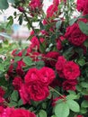 Beautiful fresh roses in nature. Natural background, large inflorescence of roses on a garden bush. A close-up of a bush of red