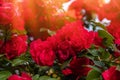 Beautiful fresh roses in nature. Natural background, large inflorescence of roses on a garden bush