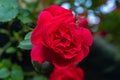 Beautiful fresh roses in nature. Natural background, large inflorescence of roses on a garden bush