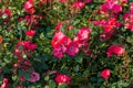 Beautiful fresh roses in nature. Natural background, large inflorescence of roses on a garden bush. A close-up of a bush of red ro