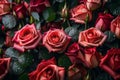 Beautiful fresh roses with water drops on them, natural realistic image