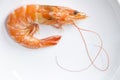 Beautiful fresh shrimps boiled on white plate background. Seafood tasty concept