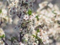 Beautiful fresh small white flowers - vintage soft focus shot