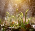 Beautiful fresh snowdrop flowers in early spring Royalty Free Stock Photo