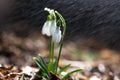 Beautiful fresh snowdrop flowers in early spring Royalty Free Stock Photo