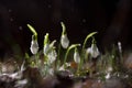 Beautiful fresh snowdrop flowers in early spring Royalty Free Stock Photo