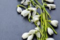 Beautiful fresh snowdrops on dark background.Slate background. Royalty Free Stock Photo