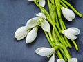 Beautiful fresh snowdrops on dark background Royalty Free Stock Photo