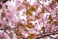 Beautiful And Fresh Spring Backgrund With Blurry Light Pink Cherry Blossom Tree Branches Background