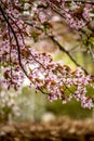 Beautiful, Fresh, Blurry Spring Backgrund With Light Pink Cherry Blossom Tree Branches