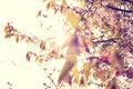Beautiful And Fresh Spring Backgrund With Blurry Light Pink Cherry Blossom Tree Branches