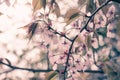 Beautiful And Fresh Spring Backgrund With Blurry Light Pink Cherry Blossom Tree Branches