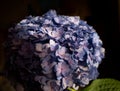 beautiful fresh spring blue hydrangea flower. Close-up shot Royalty Free Stock Photo