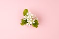 Beautiful fresh spring white apple tree flowers with green young leaves bouquet on pastel pink background, top view, copy space. Royalty Free Stock Photo