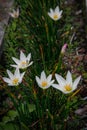 Beautiful and fresh spring white crocus flowers Royalty Free Stock Photo