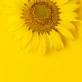 Beautiful fresh sunflower on bright yellow background. Flat lay, top view, copy space. Autumn or summer Concept, harvest time, Royalty Free Stock Photo