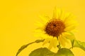 Beautiful fresh sunflower isolated on bright yellow background Royalty Free Stock Photo