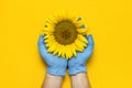 Beautiful fresh sunflower in male hands in disposable medical blue gloves on yellow background Flat lay. Concept of the safety of