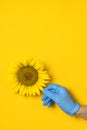 Beautiful fresh sunflower in male hands in disposable medical blue gloves on yellow background Flat lay. Concept of the safety of