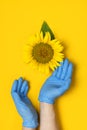 Beautiful fresh sunflower in male hands in disposable medical blue gloves on yellow background Flat lay. Concept of the safety of