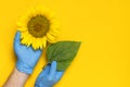 Beautiful fresh sunflower in male hands in disposable medical blue gloves on yellow background Flat lay. Concept of the safety of