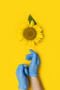 Beautiful fresh sunflower in male hands in disposable medical blue gloves on yellow background Flat lay. Concept of the safety of