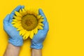 Beautiful fresh sunflower in male hands in disposable medical blue gloves on yellow background Flat lay. Concept of the safety of