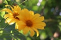 Field of blooming yellow sunflowers Royalty Free Stock Photo