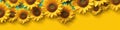 Beautiful fresh sunflowers with leaves on stalk on bright yellow background. Flat lay, top view, copy space. Autumn or