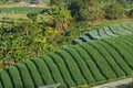 beautiful fresh tea tree on layer hill for harvest. natural organic green leaves farming farm plant Royalty Free Stock Photo