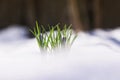Beautiful fresh tender flowers purple crocuses make their way in the spring in the garden from under the brilliant white snow on a