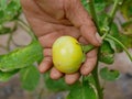 Beautiful fresh Thai eggplant in a hardwork farmer`s hand being harvested