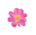 Beautiful fresh top view pink cosmos flower blooming and yellow pollen. Isolated on white background with clipping path Royalty Free Stock Photo