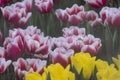 beautiful fresh tulip flower red white and yellow blooming in botany garden in cool weather Royalty Free Stock Photo