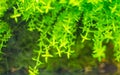 Underwater green plants for aquarium fish tank in close up