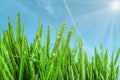 Beautiful fresh wet green grass against blue sky background Royalty Free Stock Photo