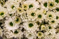 Beautiful fresh white chrysanthemums closep view for background
