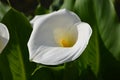 Beautiful fresh white flower and green leaves of Zantedeschia plant, commonly known as arum or calla lily in sunny Spanish summer
