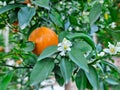 beautiful fresh white flower orange fruit blooming in garden farm with green leave. Natural food in wilds