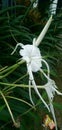 beautiful and fresh white flowers are beautiful and enchanting?